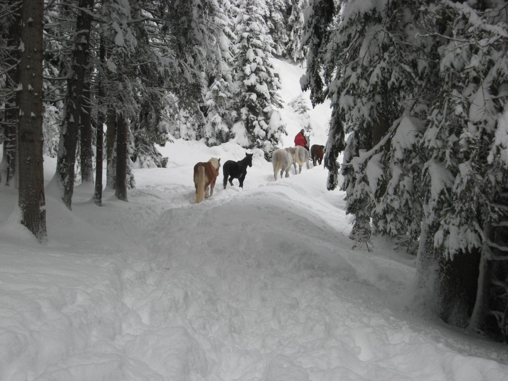B&B Casa Riz Castello-Molina di Fiemme ภายนอก รูปภาพ